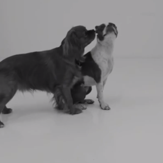 Un vídeo de besos... perrunos: la (mejor) parodia de 