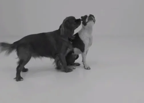 Un vídeo de besos... perrunos: la (mejor) parodia de 