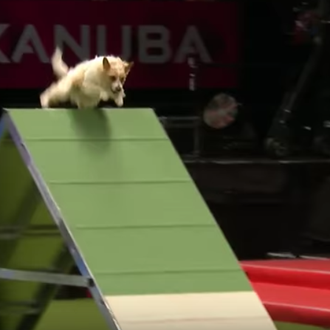 Olly, el perro que más ha disfrutado en Crufts, y …