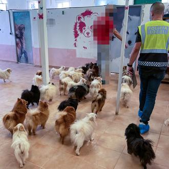 La Policía de Elche localiza el mayor criadero ilegal de …