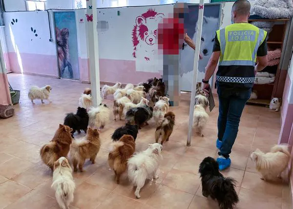 La Policía de Elche localiza el mayor criadero ilegal de perros de raza en la ciudad