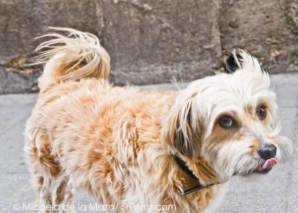 Palma de Mallorca con perro: de tapeo, siestas y otros detalles de la ordenanza 