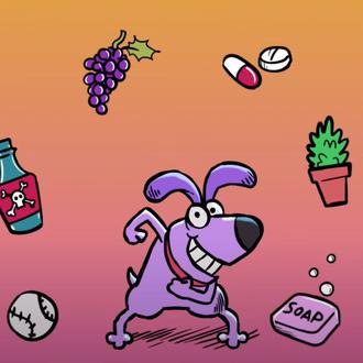 Los 10 productos más tóxicos para los perros: una web …