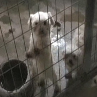 Desmantelan un criadero que comercializaba perros de raza de manera …