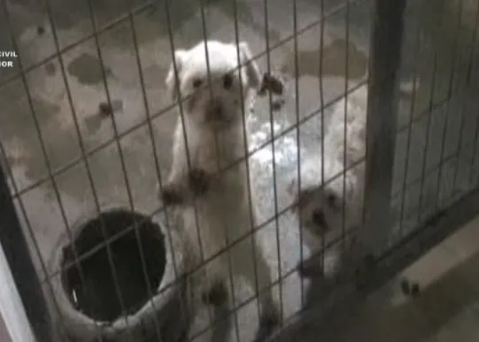 Desmantelan un criadero que comercializaba perros de raza de manera fraudulenta