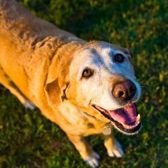 ¿Qué cuidados necesita un perro  que se va haciendo mayor?