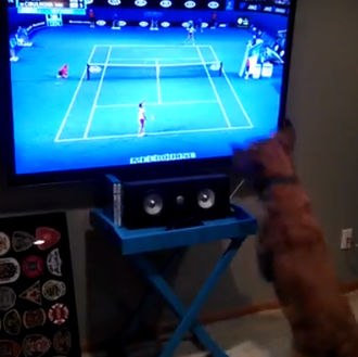 El perro que soñaba con ver jugar a Rafa Nadal