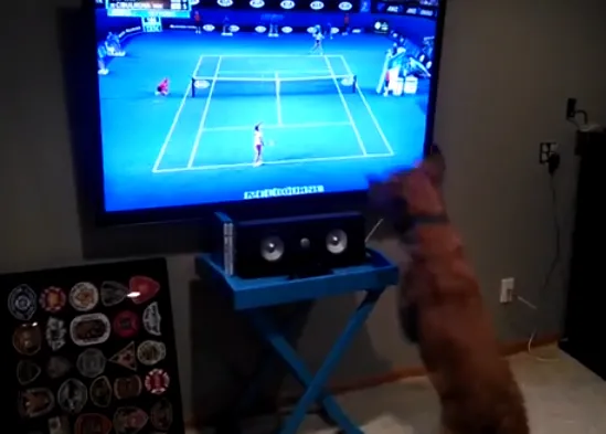 El perro que soñaba con ver jugar a Rafa Nadal