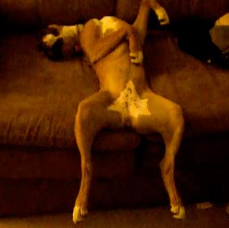 El descanso de la guerrera... versión cachorro de Boxer