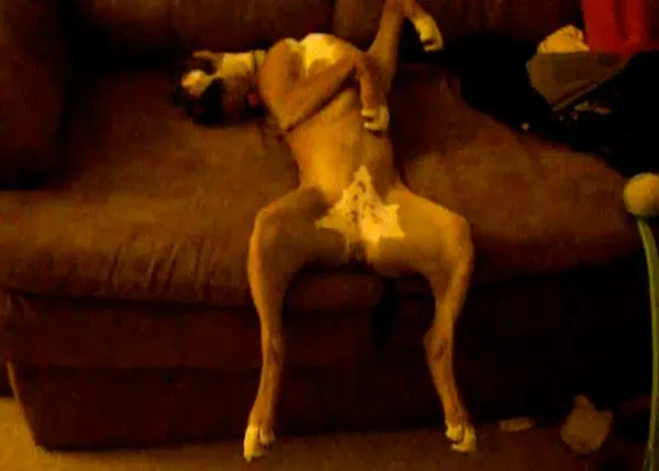 El descanso de la guerrera... versión cachorro de Boxer