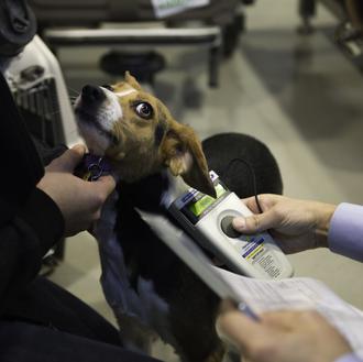 Viajar con un perro en avión: repaso a normas y …