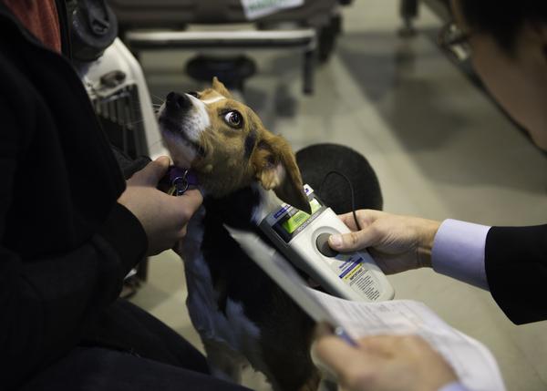 Viajar con un perro en avión: a normas y requisitos