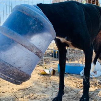 Bottle, la Galga rescatada por Galgos del Sol y sus …