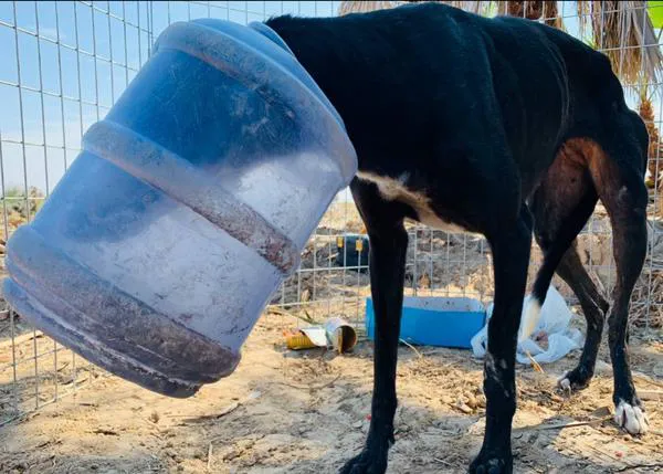 Bottle, la Galga rescatada por Galgos del Sol y sus mil historias por contar (y el porqué de la manifestación del 4 de octubre)