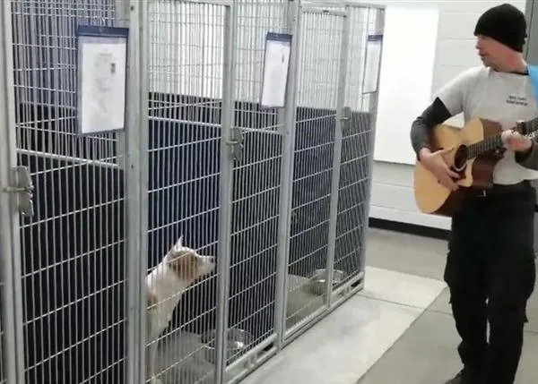 Una serenata de lo más guau: la música en directo transforma a los perros en una perrera 