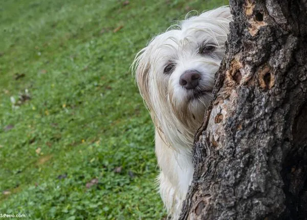 No son solo los petardos: hay ruidos cotidianos que pueden ser muy problemáticos para los perros