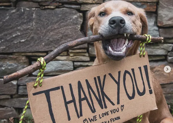 De cachorrote abandonado en Puerto Rico a estrella de instagram retratada por The Dogist: la feliz historia de Finn