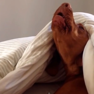 Hoy no me puedo levantar... la versión perruna, digna de …