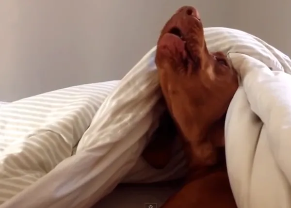 Hoy no me puedo levantar... la versión perruna, digna de un Oscar