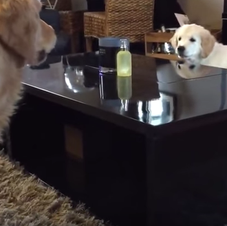 Corre, corre que te pillo: esos perros que disfrutan como …