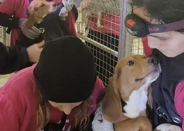 La justicia absuelve (por ahora) a los activistas que rescataron a cachorros de beagle de un centro de experimentación animal