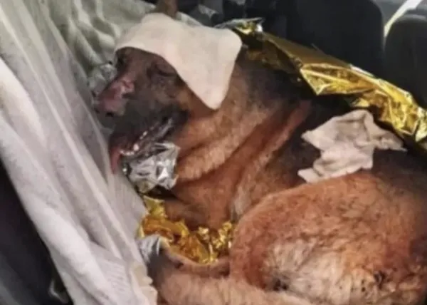 Las llamas esquivan, de milagro, a una protectora en el Bages que se vuelca en ayudar a animales afectados