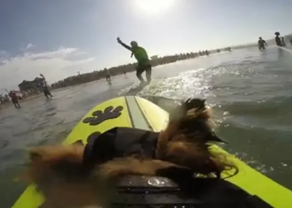 Días de playa y surf, desde el punto de vista de los perros