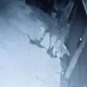 Así (no) se abandona a un perro, 