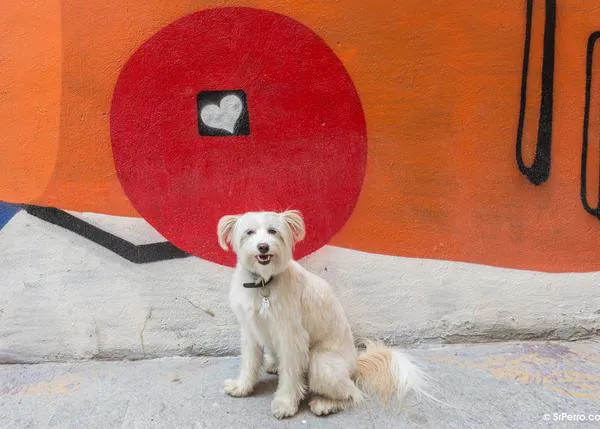 ¿Quieres saber cuál es el mejor regalo para tu perro?