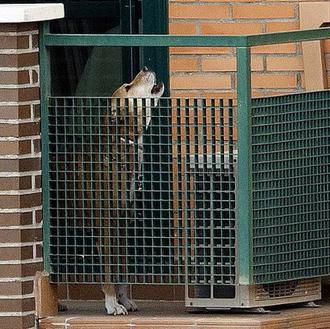 PACMA recuerda a Excálibur, cinco años después de que fuera …