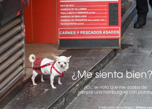 ¿Sabes cuál es la pregunta más frecuente de los humanos perrunos en Google? 