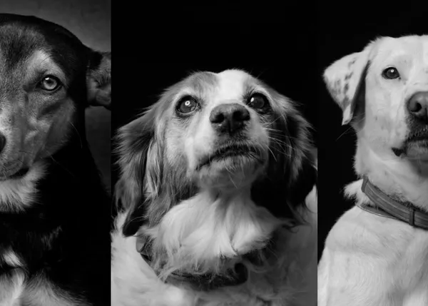 RefugiaDogs: captando con arte la expresiva mirada de los perros que esperan encontrar familia