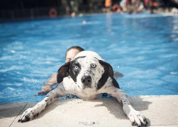¡Al agua perros! Planazo acuático y solidario en la piscina de San Martín de la Vega