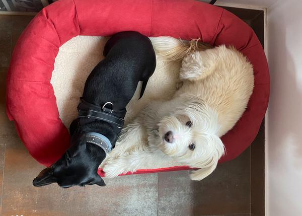 El descanso perfecto: cómo elegir cama idónea para tu perro