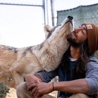 Los lobos que sanan humanos: los humanos que salvan a …