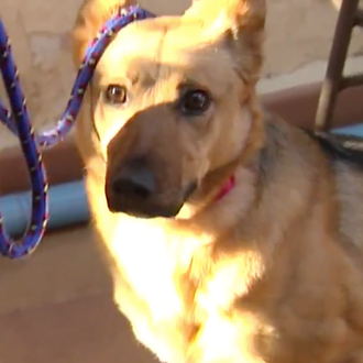 Educación canina en TVE: profesionales de la etología muestran su …