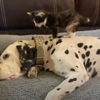 El (extra) paciente Dálmata que ejerce de 