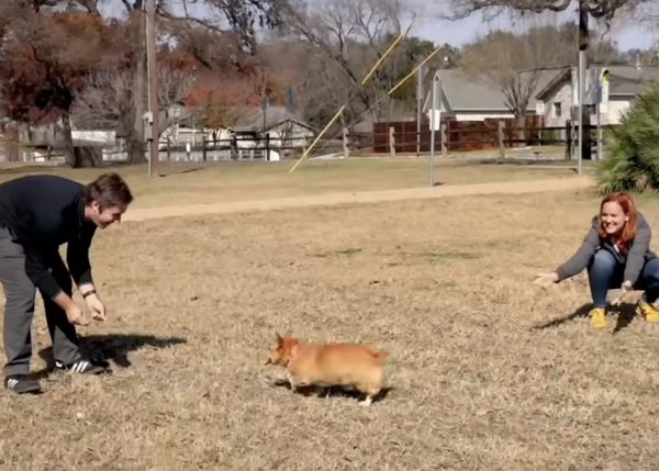 El test de los amores perros para parejas ¿a quién quiere