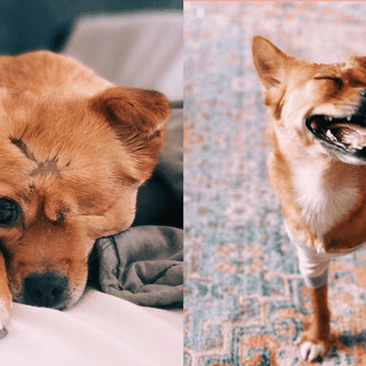 Una perra atropellada en Shanghai y adoptada en Brooklyn: las …