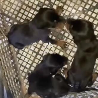 Una perra y sus tres cachorros recién nacidos ¡rescatados con …