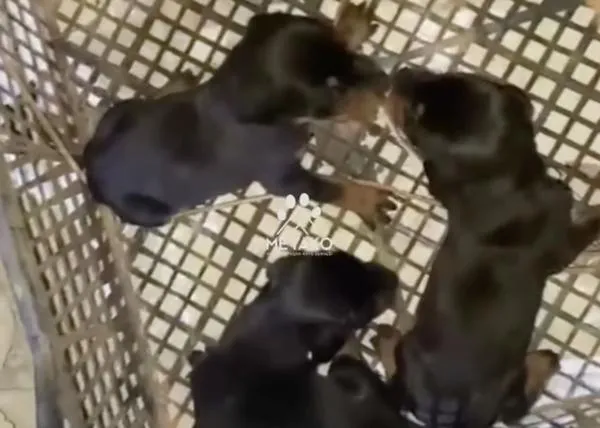Una perra y sus tres cachorros recién nacidos ¡rescatados con vida casi un mes después del terremoto de Turquía!