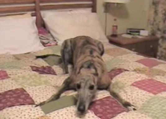 Una galga feliz, la galga 