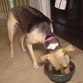 La narcolepsia y cataplexia canina o el curioso caso de …