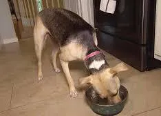 La narcolepsia y cataplexia canina o el curioso caso de la perra que se duerme comiendo o jugando