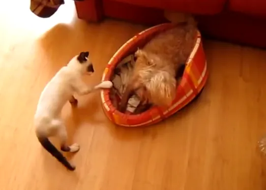 Premio al gato más plasta, premio al perro más paciente