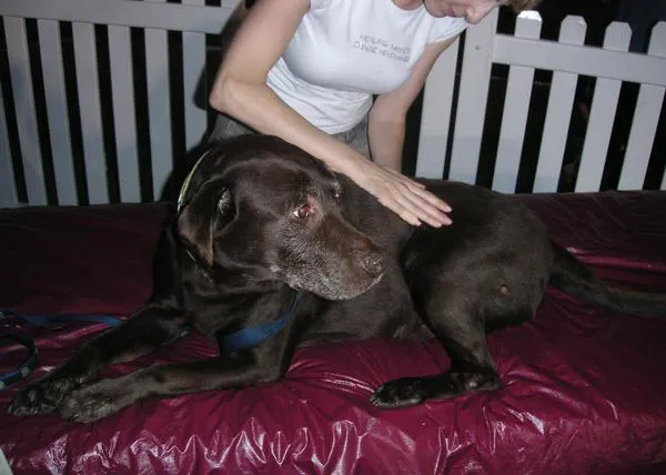 Masajes para perros: mucho más que una sesión de relax