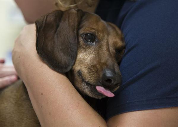 El Duro Mensaje De Un Veterinario A Los Duenos De Perros Terminales Srperro La Guia Para Animales Urbanos