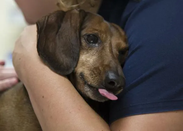 El duro mensaje de un veterinario a los dueños de perros terminales