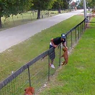 Un robo perruno captado por una cámara de seguridad se …