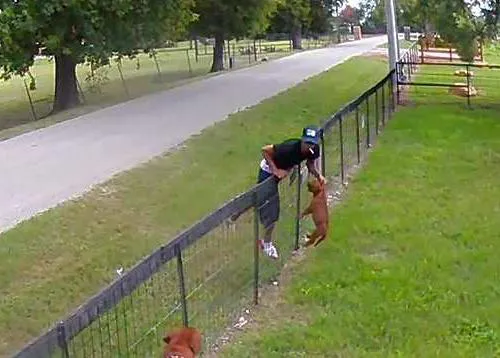 Un robo perruno captado por una cámara de seguridad se hace viral y así tiene un final feliz